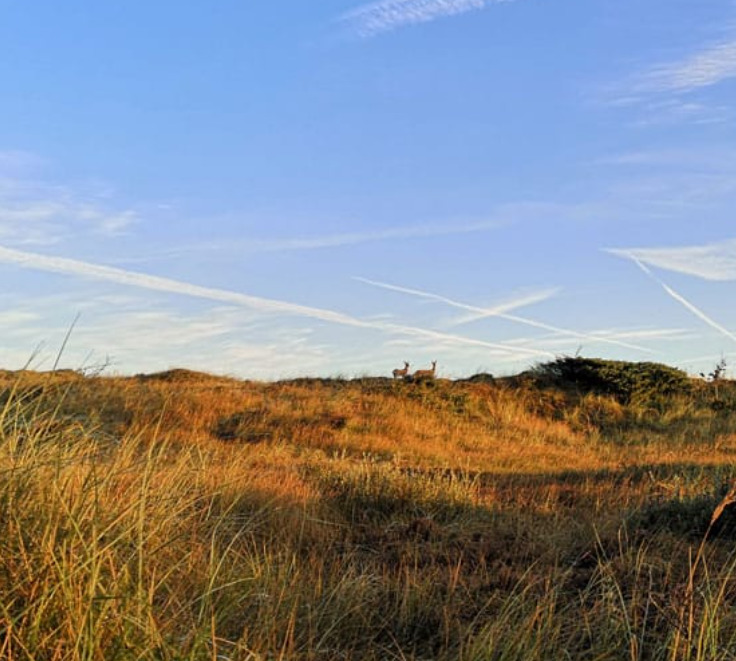 Rødhus Klit Camping Strand