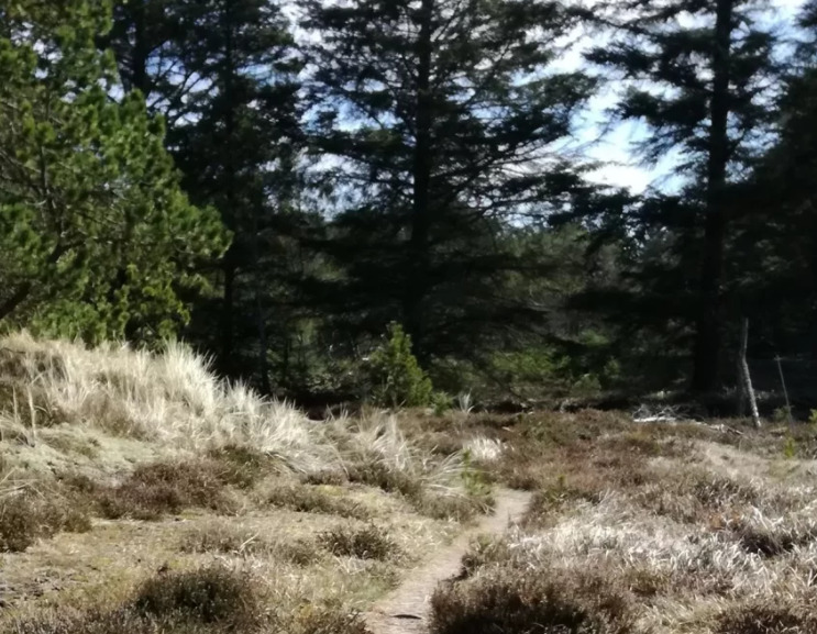 Rødhus Klit Camping Strand